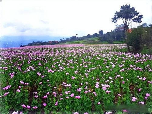 罂粟花田,迷幻之花背后的历史与争议